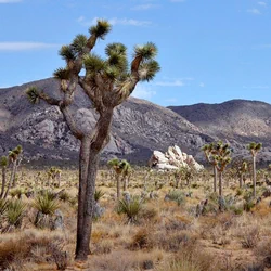 Joshua Tree National Park
